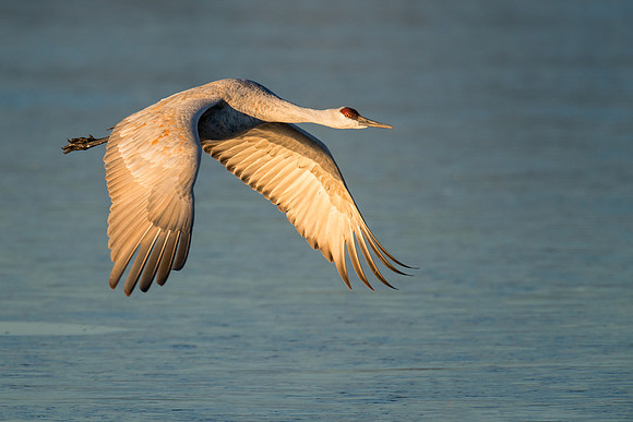 Sandhill crane