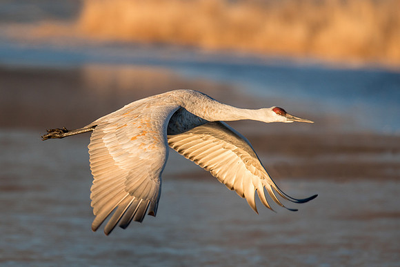 Sandhill crane