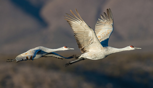 Sandhill cranes