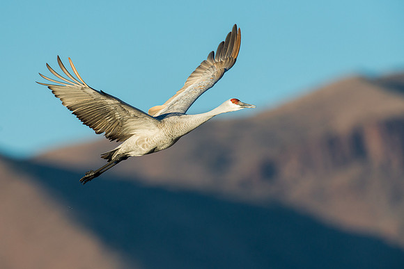 Sandhill crane