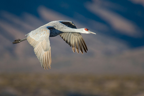 Sandhill crane