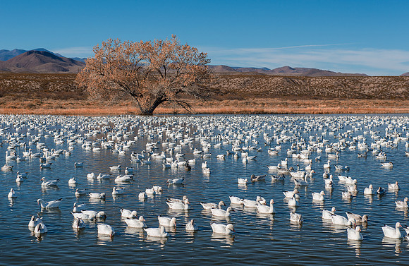 Snow geese