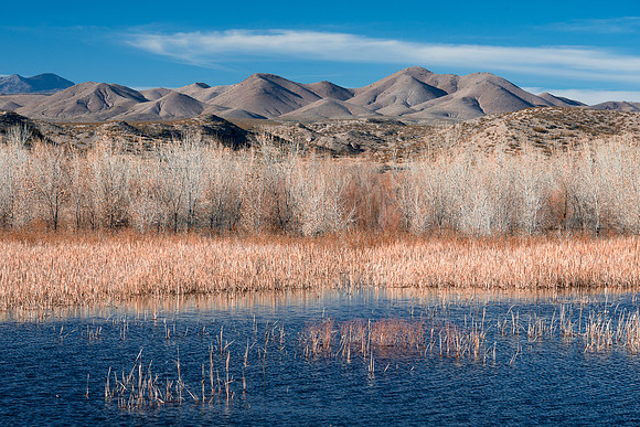 Bosque landscape