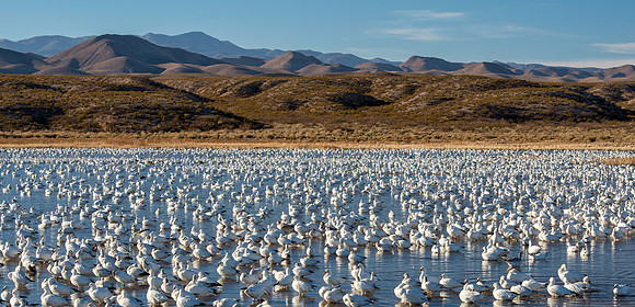 Snow geese