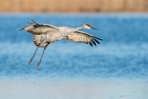 Sandhill crane