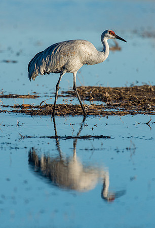 Sandhill crane