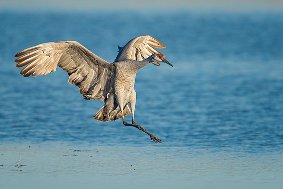 Sandhill crane