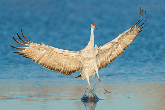 Sandhill crane