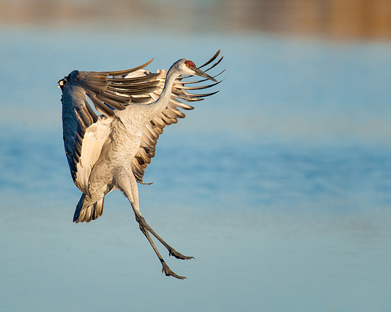 Sandhill crane