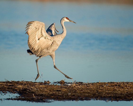 Sandhill crane