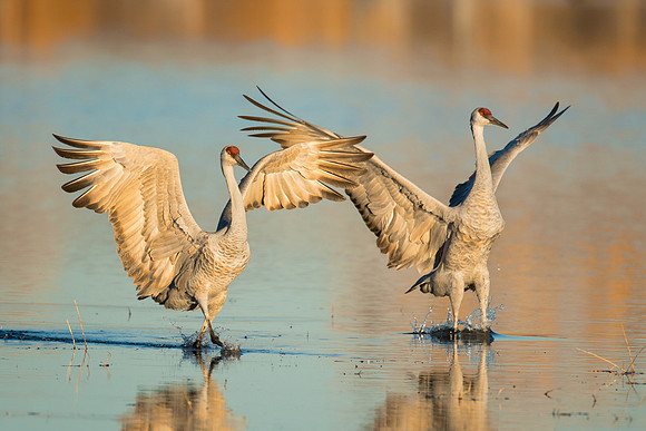 Sandhill cranes