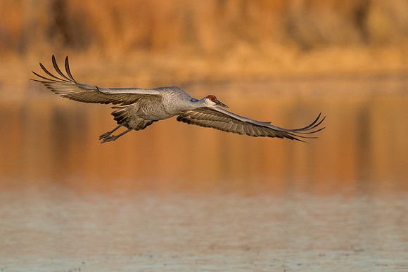 Sandhill crane