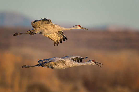 Sandhill cranes