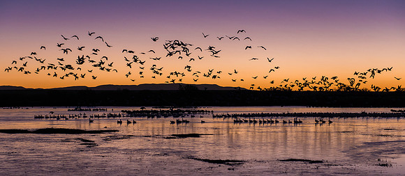Snow geese at dawn