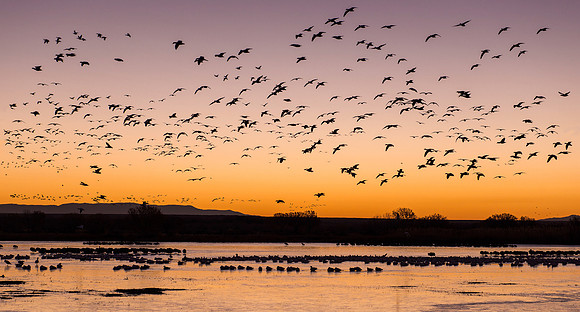 Snow geese in flight