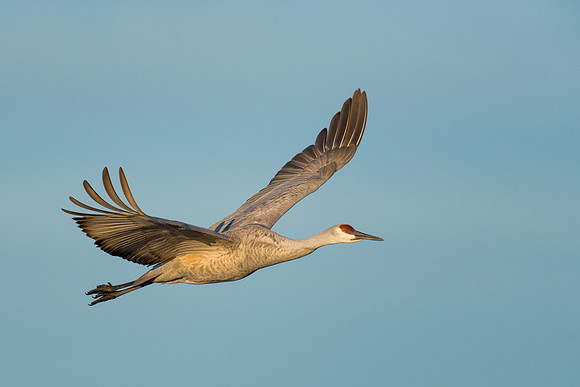 Sandhill crane