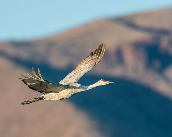 Sandhill crane