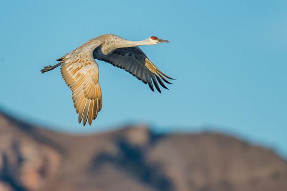 Sandhill crane