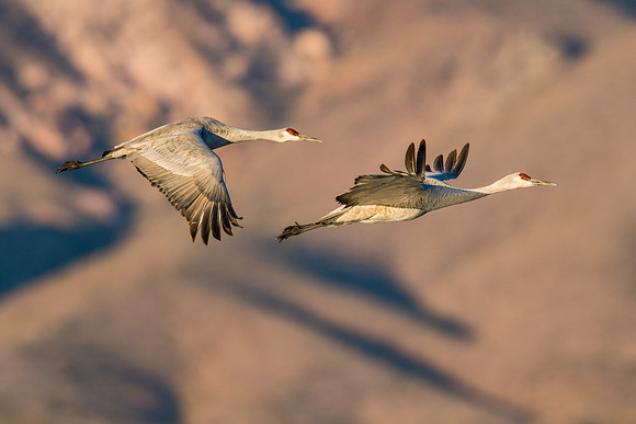 Sandhill cranes