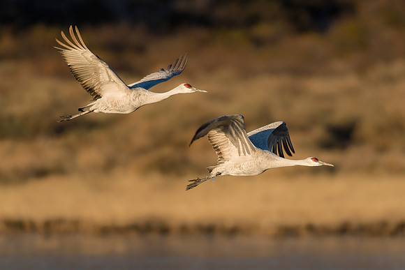 Sandhill cranes