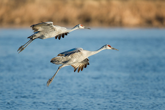 Sandhill cranes