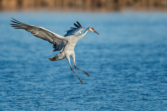 Sandhill crane