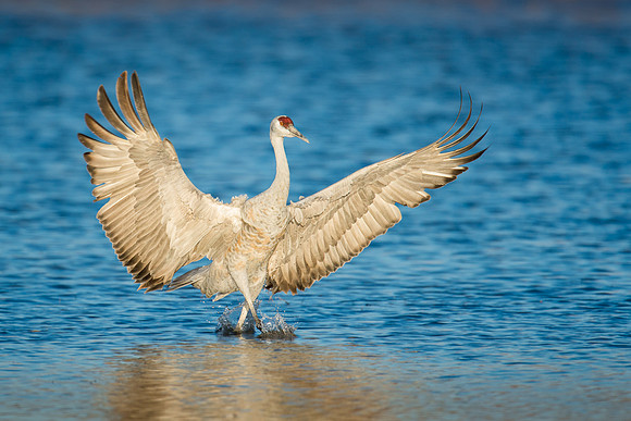 Sandhill crane