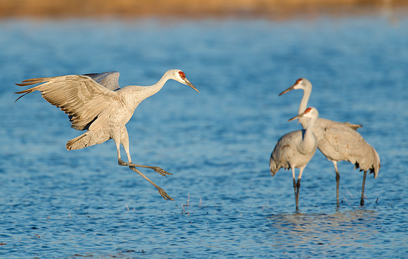 Sandhill crane