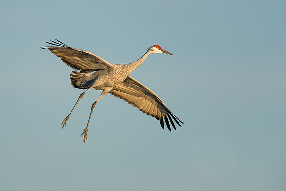 Sandhill crane