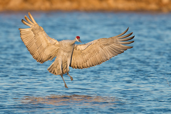 Sandhill crane