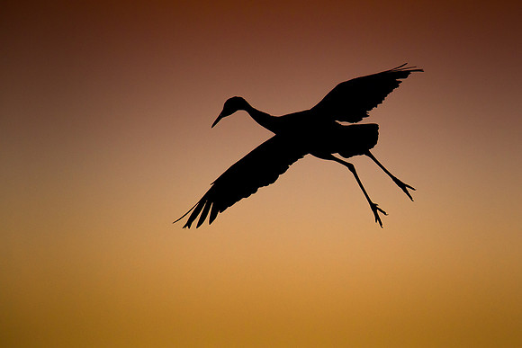 Sandhill crane