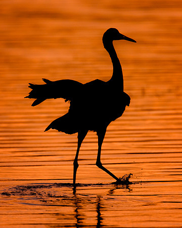 Sandhill crane at sunset