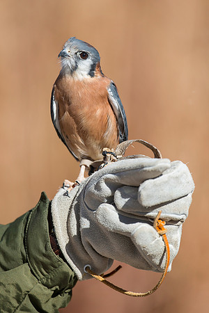 Bird in the hand