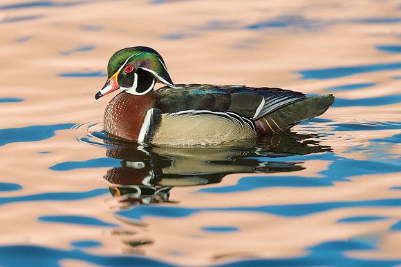 Wood duck