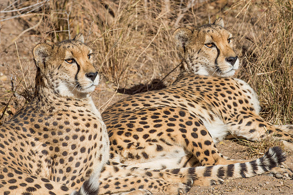 Cougars