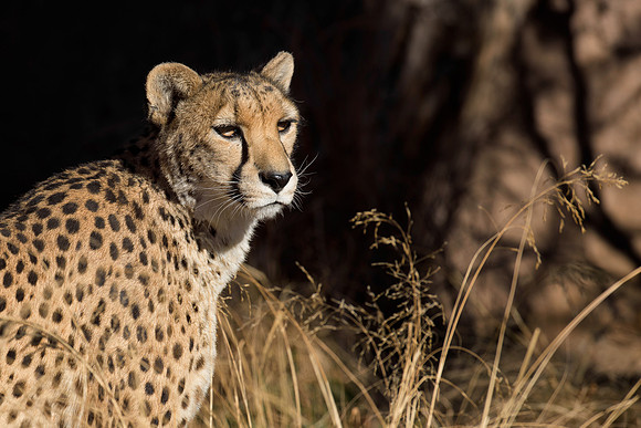 Cougar