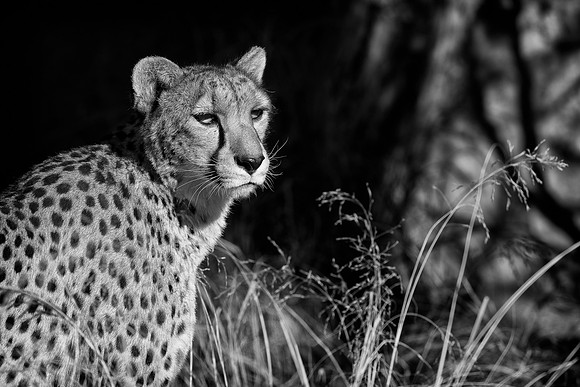 Cougar