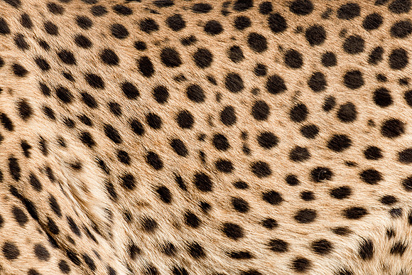 Cougar skin
