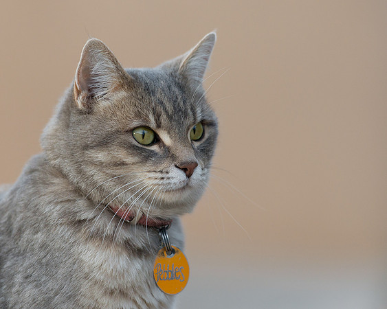 Pebbles