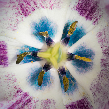 Inside a Tulip