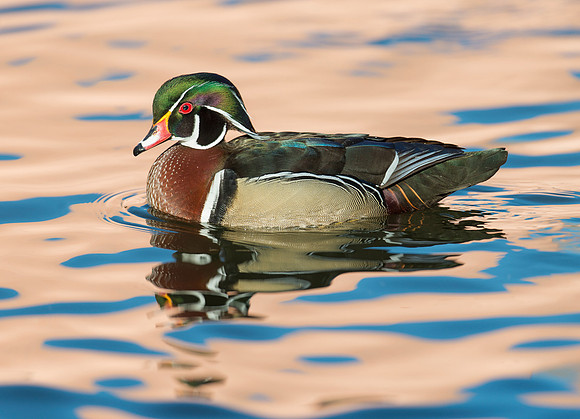 Wood duck