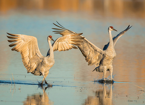 Sandhill crane