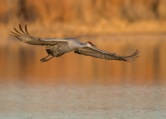 Sandhill crane