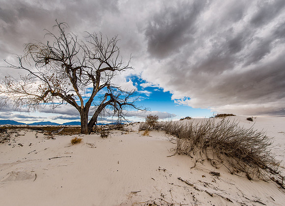 Rio Grande Cottonwood