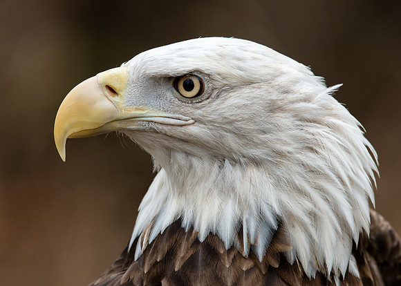 Bald Eagle