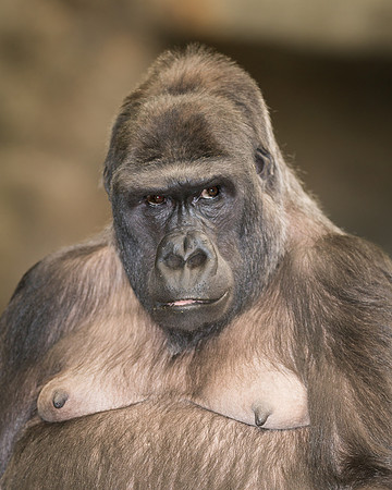 Gorilla