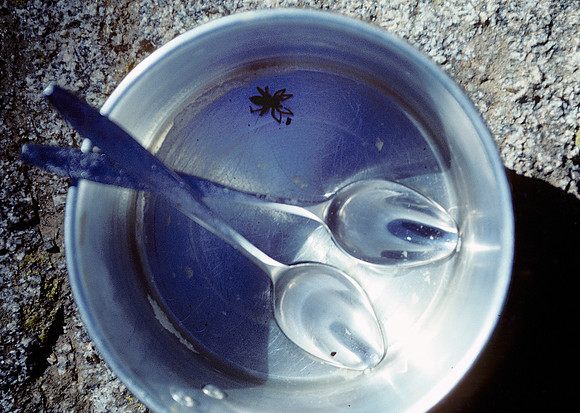 Spider in the pot