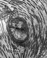 Birch or Aspen abstract