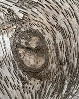 Birch or Aspen abstract