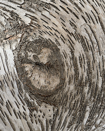 Birch or Aspen abstract